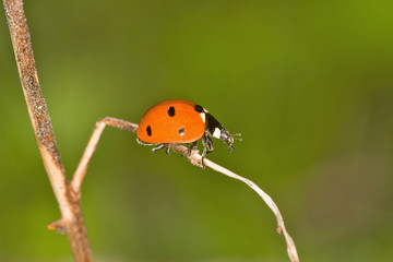 small ladybird