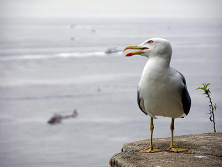 albatross from monaco