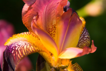 lilie © Angelika Bentin