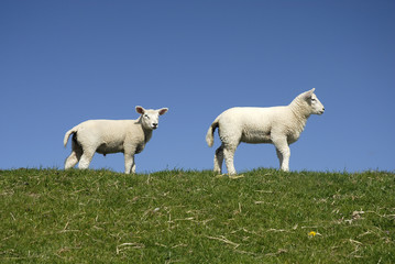 Obraz premium deichlämmer