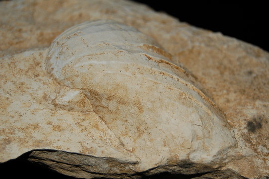 fossile