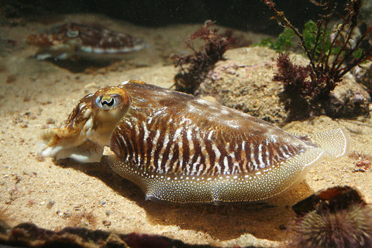 seiche / cuttlefish