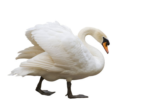wei&szlig;er schwan flirtet