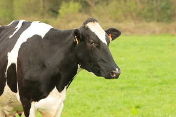 Obraz na płótnie Canvas czarne i białe krowy