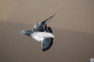vol d'oiseau