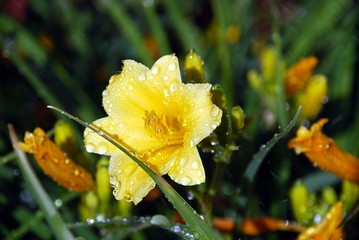 vibrant yellow day lily