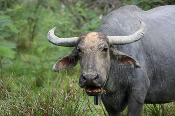 close-up buffalo