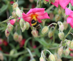 bumble bee