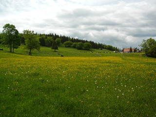 pré fleuri à la campagne