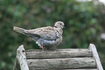 collared dove