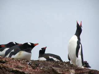 antarctic song © Grigory Kubatyan