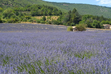 provence