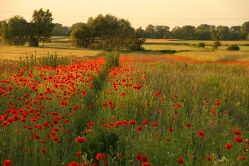 field of poppy