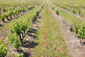 printemps dans les vignes