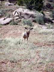 mule deer with velvet buds