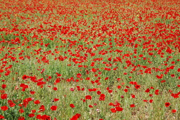 coquelicots