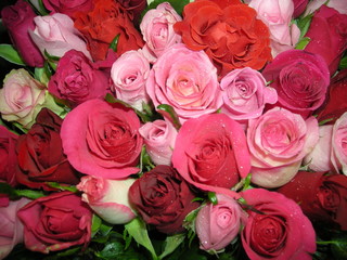 one rose, two roses many roses