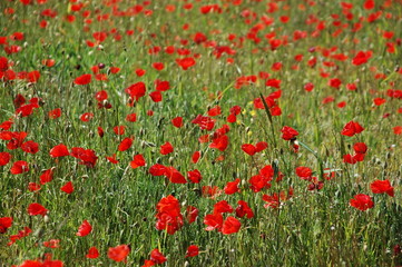 coquelicots