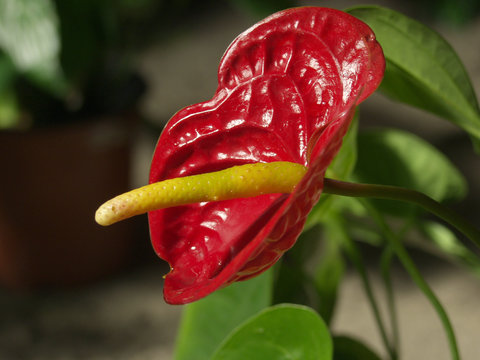 calla