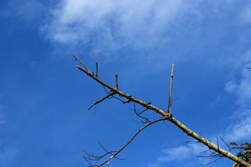 big trees and blue skies in the parks