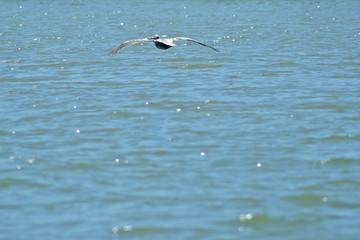 pelican soaring