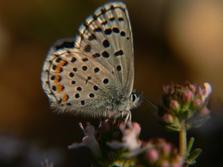 papillon de profil