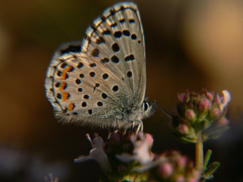 papillon de profil