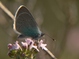 papillon de profil