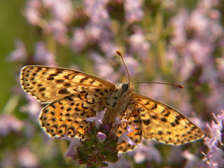 mélitée dans le thym