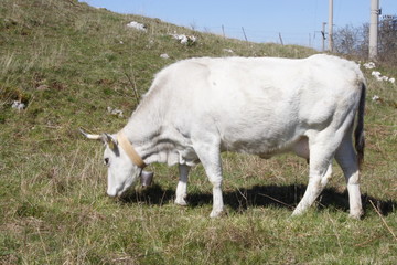 Fototapeta premium vache