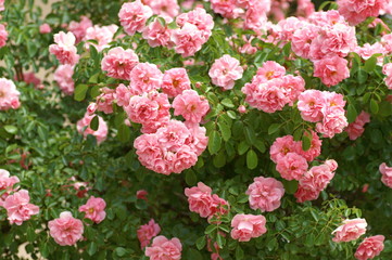 Fototapeta premium rosier rose