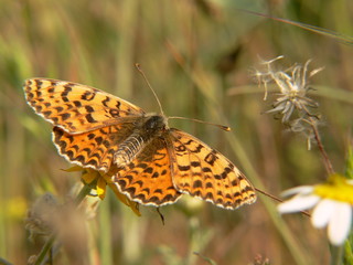 Obraz premium spring