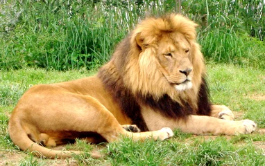 Cercles muraux Lion le lion