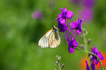 butterfly on purple flower
