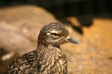 kaptriel