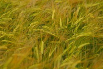 barley field