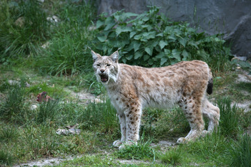Obraz premium luchs
