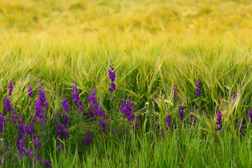 purple flowers in barley field