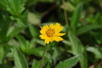 yellow flower with cute petals