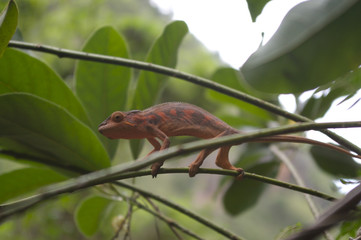 caméléon femelle 5