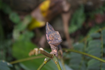 caméléon femelle 2