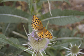 chardon habité