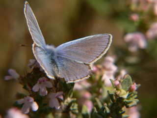 papillon bleu nacré