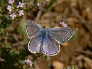 papillon bleu nacré