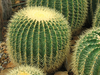 cactus (echinocactus grusonii)