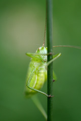 grashüpfer