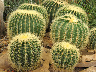 cactuses (echinocactus grusonii)