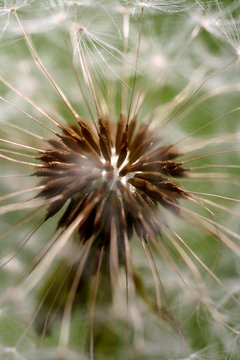Fototapeta pusteblume