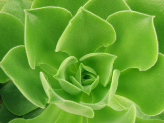 succulent