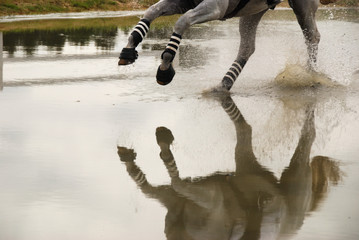 cheval au galop traversant un gué